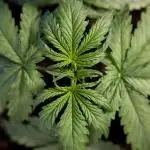 Tangerine Dream II Auto - Zamnesia x B&B