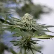 Nectar Drip #1 - Zamnesia X Tical x B&B