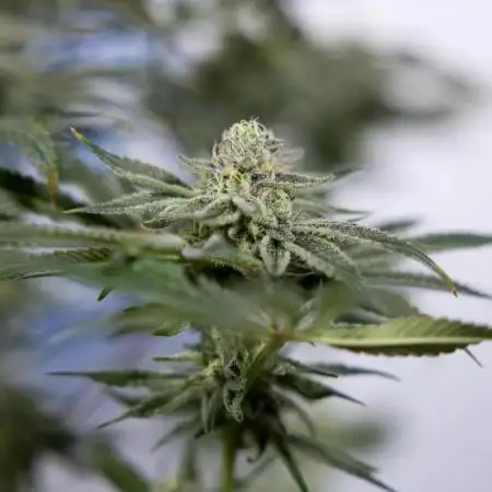 Nectar Drip #1 - Zamnesia X Tical x B&B