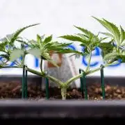 White Widow 🕷️ F1 Auto - Xamnesia x B&B