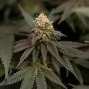 L.A. Kush Cake #3 - Zamnesia x B&B