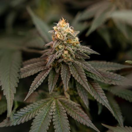 L.A. Kush Cake #3 - Zamnesia x B&B