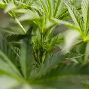 Georgia Pie #2 - Zamnesia x B&B