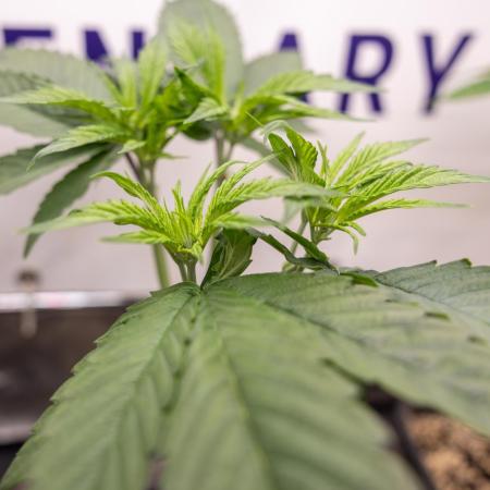 Power Plant - Zamnesia & B&B