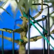 Critical Cheese Auto I - Zamnesia x B&B