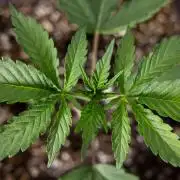 Georgia Pie 1 - Zamnesia x B&B