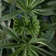 Georgia Pie #2 - Zamnesia x B&B