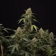 Chocolope 🍫 Auto - Zamnesia x B&B