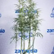 Karen Kush Auto II - Zamnesia x B&B