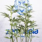 Lemon Cherry Gelato #1 - Zamnesia x B&B