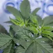 Permanent Marker - Zamnesia x B&B