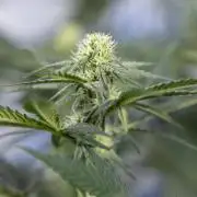 Tropicana Cookies #2 - Zamnesia x B&B