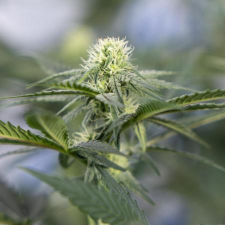 Tropicana Cookies #2 - Zamnesia x B&B