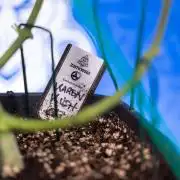 Karen Kush Auto II - Zamnesia x B&B