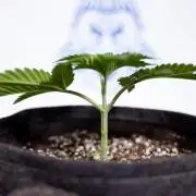 L.A. Kush Cake #3 - Zamnesia x B&B