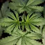 Tangerine Dream II Auto - Zamnesia x B&B