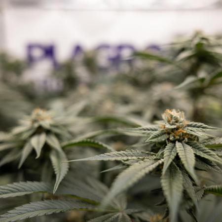 Nectar Drip #3 - Zamnesia x Tical x B&B