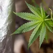 L.A. KUSH Cake #2 - Zamnesia x B&B