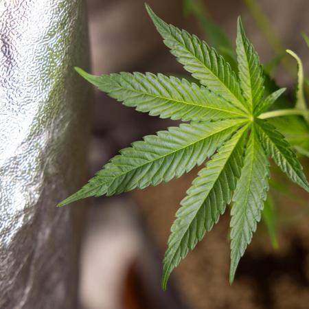 L.A. KUSH Cake #2 - Zamnesia x B&B