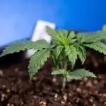 Watermelon Candy II Auto - Zammi x B&B