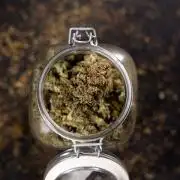 Mimosa 🌾 Auto - Zamnesia x B&B