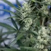 Monster Dwarf #2 Auto - Zamnesia x B&B