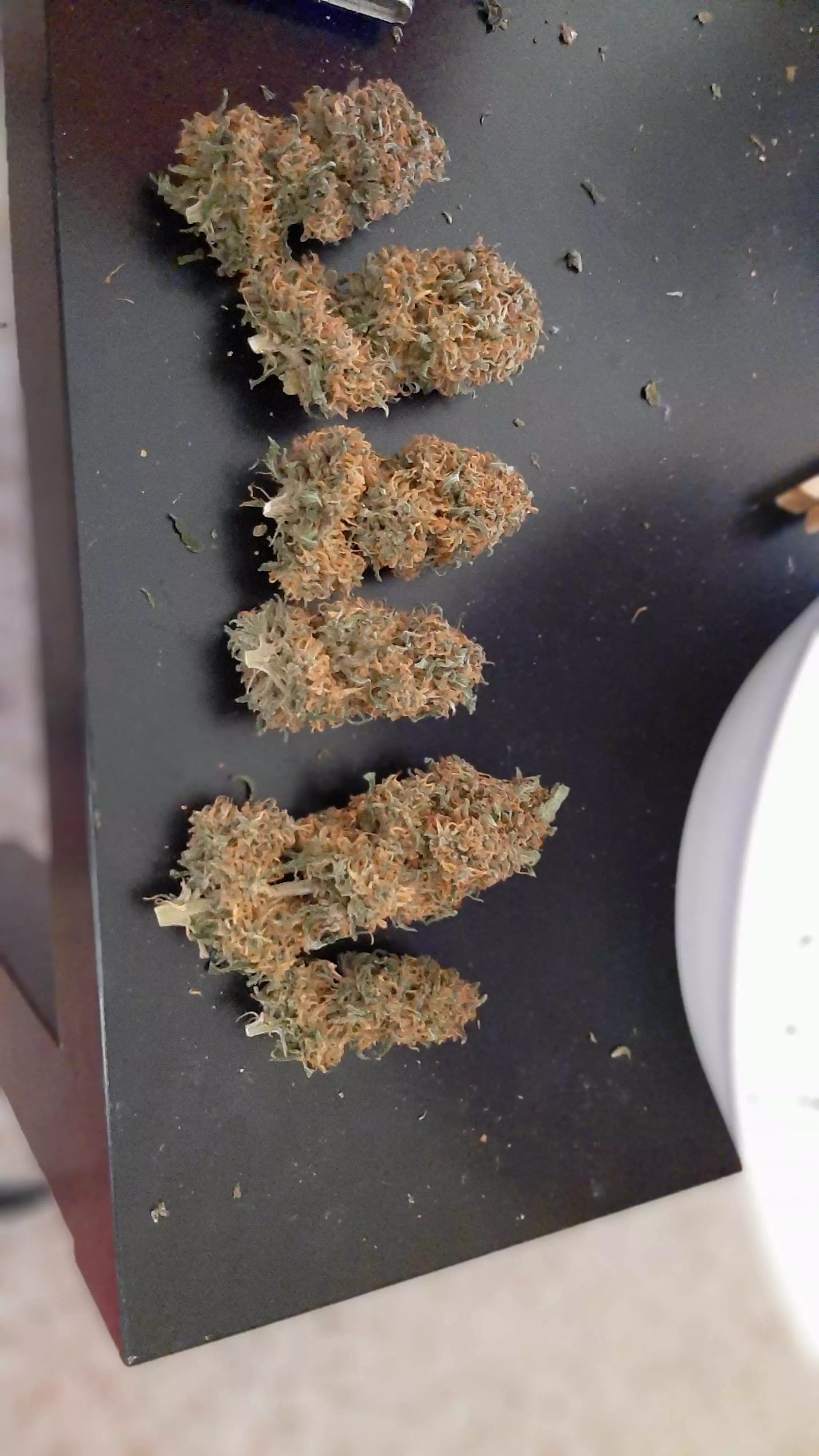 Lemon Power Haze / Zamnesia Seeds: harvests - GrowDiaries