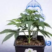 Tropicana Cookies 1 - Zamnesia x B&B