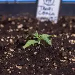 Tropicana Cookies 1 - Zamnesia x B&B