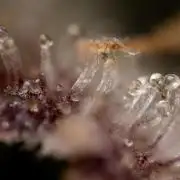 Monster Dwarf #1 Auto - Zamnesia x B&B