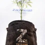 Nectar Drip #5 Clone - Zamnesia x B&B