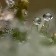 Monster Dwarf #1 Auto - Zamnesia x B&B