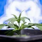 Watermelon Candy I Auto - Zamnesia x B&B