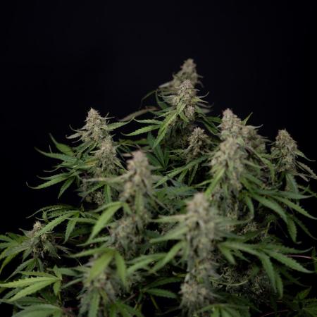 Zookies Auto 2 // Zamnesia x B&B