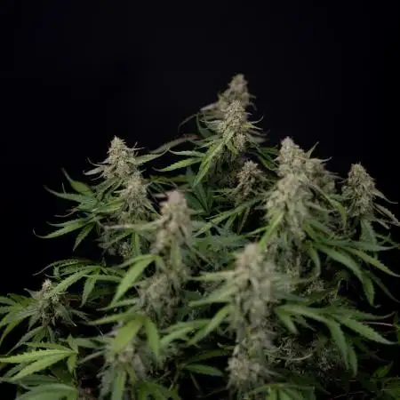 Zookies Auto 2 // Zamnesia x B&B