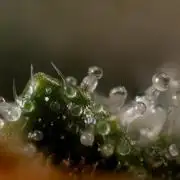 Godfather OG ✞ Auto - Zamnesia x B&B