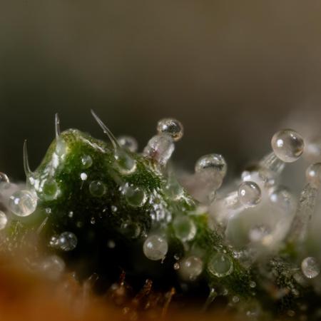 Godfather OG ✞ Auto - Zamnesia x B&B