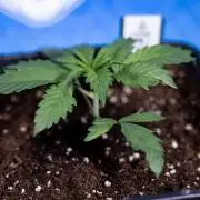 Tropicana Cookies 1 - Zamnesia x B&B