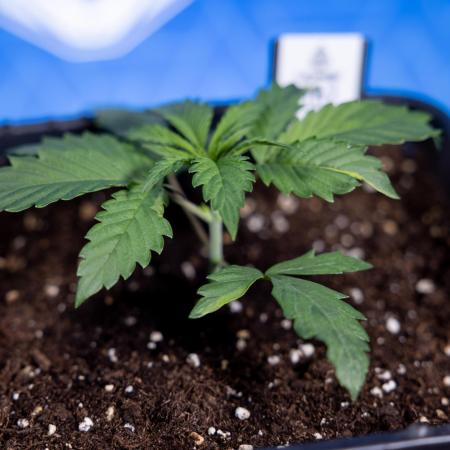 Tropicana Cookies 1 - Zamnesia x B&B