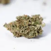 Critical Cheese Auto #2 - Zamnesia x B&B