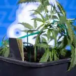 Karen Kush Auto II - Zamnesia x B&B