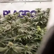 Sticky Broccoli - Zamnesia x B&B