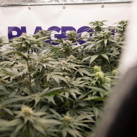 Sticky Broccoli - Zamnesia x B&B