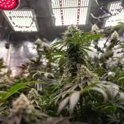 Nectar Drip #4 - Zamnesia x Tical x B&B