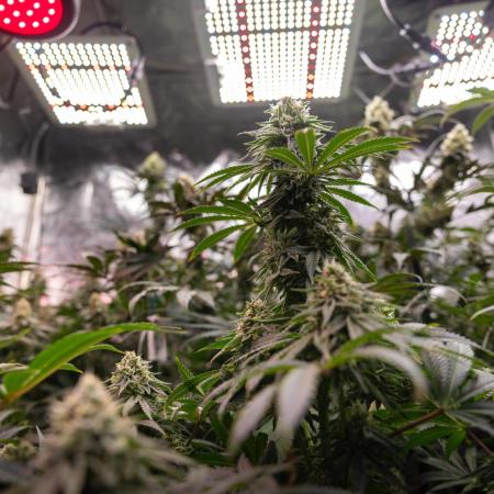 Nectar Drip #4 - Zamnesia x Tical x B&B