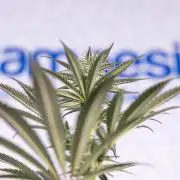 L.A. KUSH Cake #2 - Zamnesia x B&B