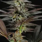 L.A. KUSH Cake #2 - Zamnesia x B&B