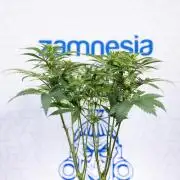 Sticky Broccoli - Zamnesia x B&B