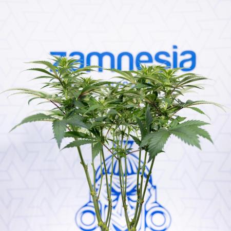 Sticky Broccoli - Zamnesia x B&B