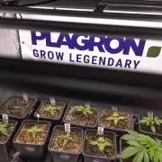 L.A. KUSH Cake 1 - Zamnesia x B&B